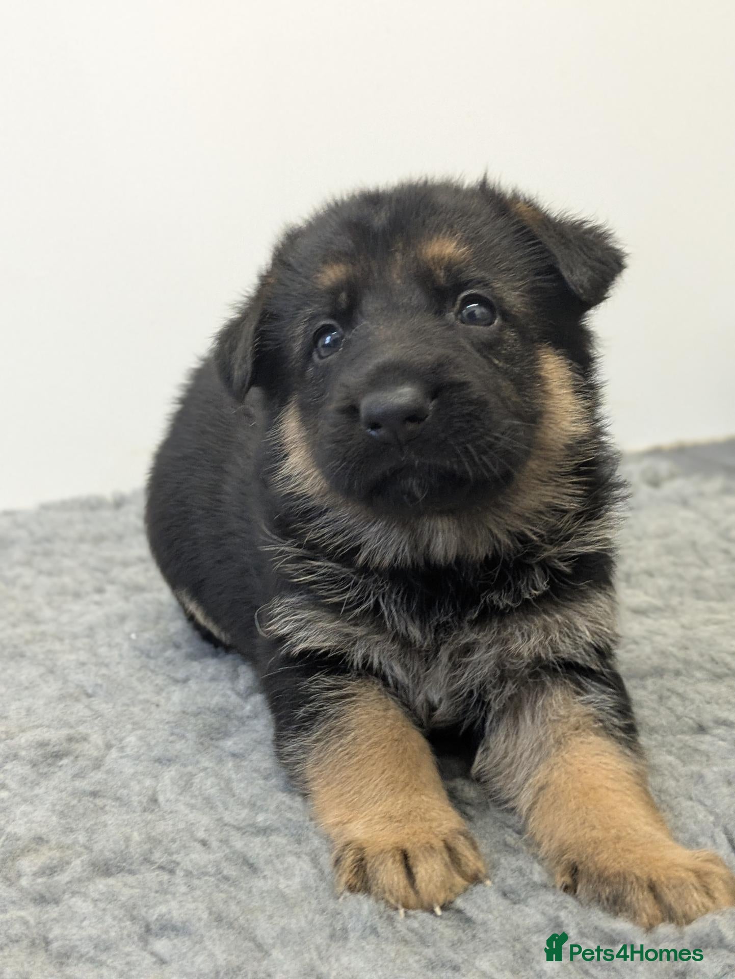 German Shepherd dogs Quality KC Puppies From Health Tested Parents - Advert 1