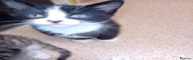 Mixed Breed Kitten 1