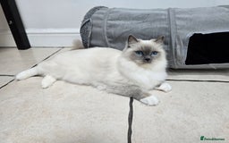 Ragdoll cats for sale: Blue mitted european girl - Image 7