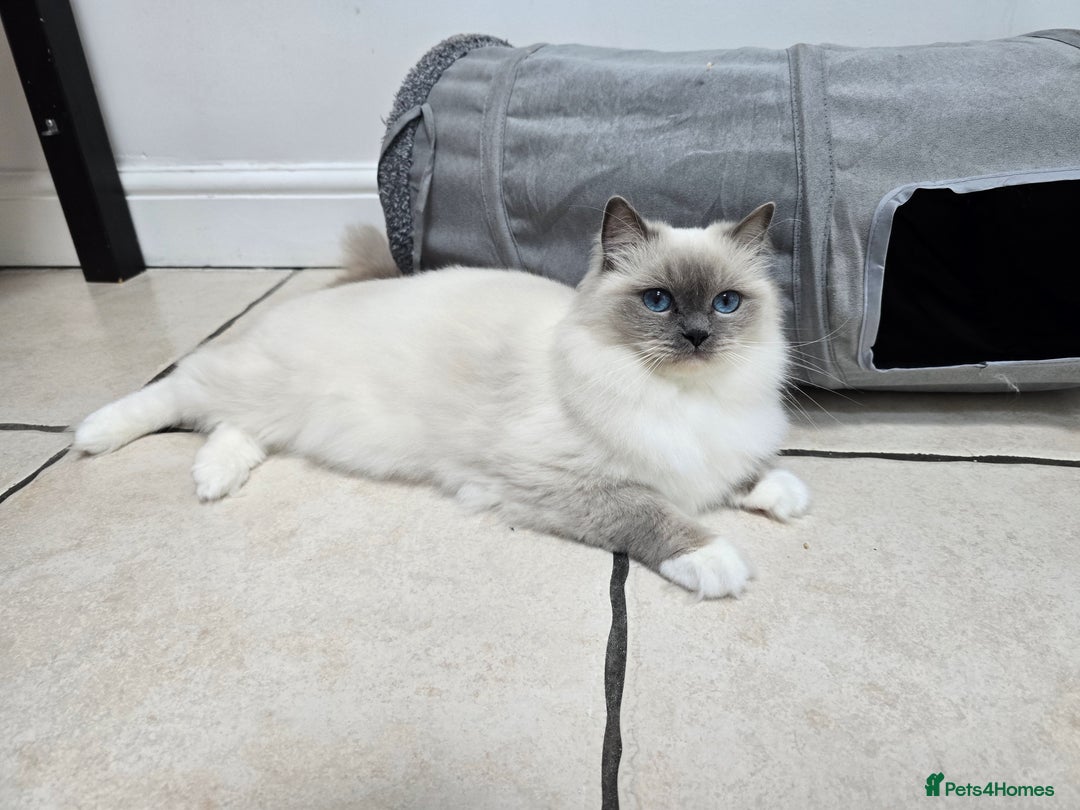 Ragdoll cats for sale: Blue mitted european girl - Image 7