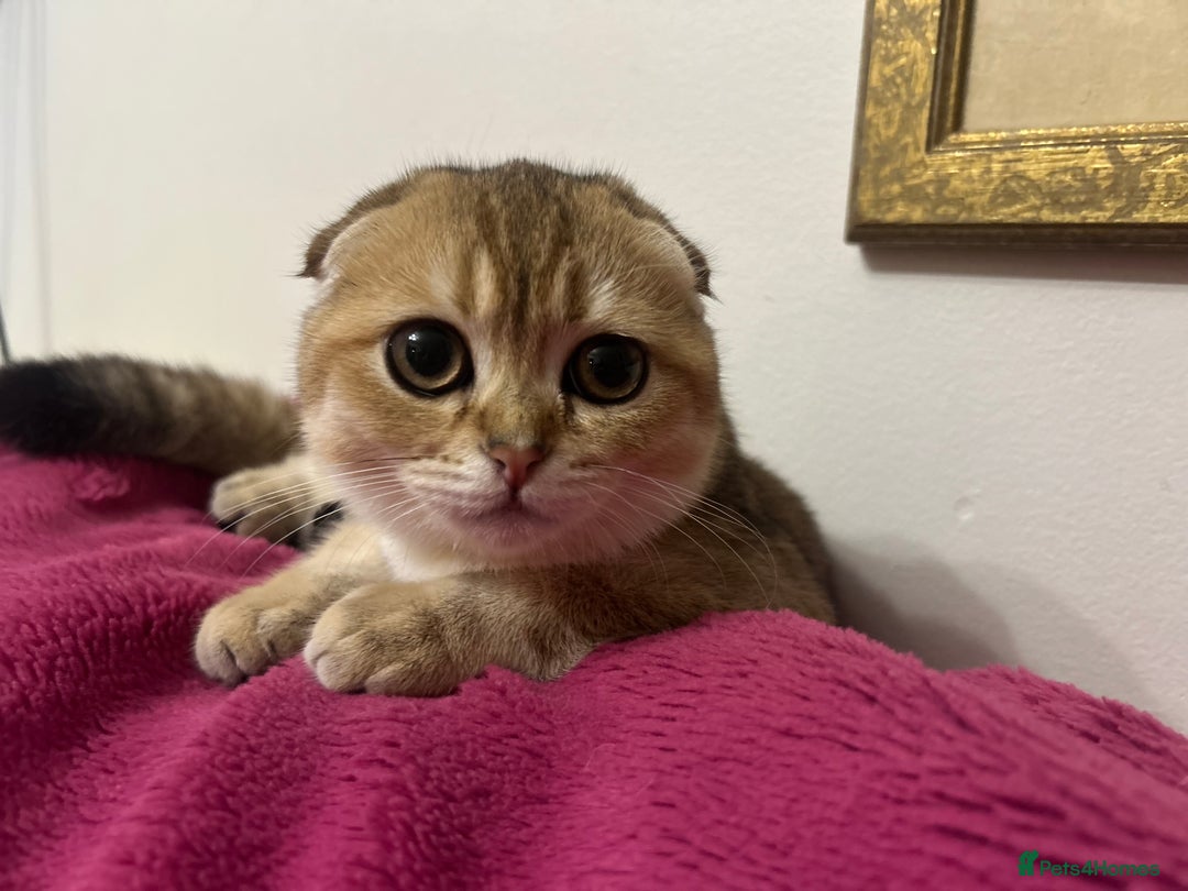 Scottish Fold cats for sale: Beautiful Gold chinchilla girl - Image 11