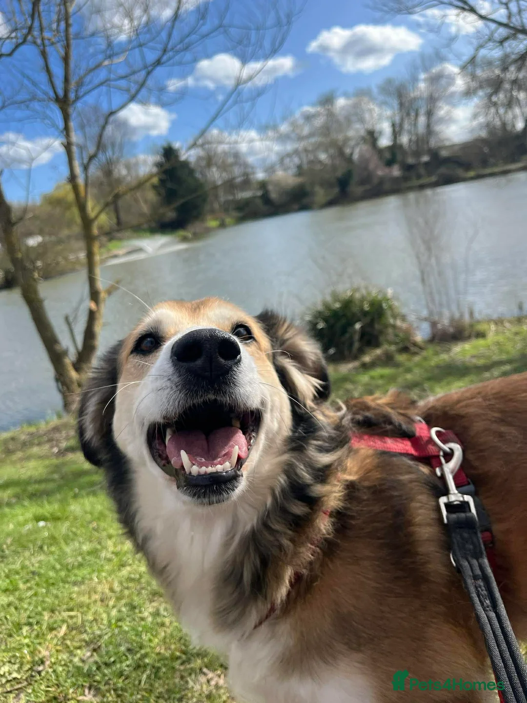 Mixed Breed dogs for adoption: Jewel is looking for her forever family! - Advert 2