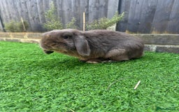 Mini Lop rabbits for sale: 🐰 Adorable Mini Lop Pair Looking for a Home! 🐰 - Advert 8