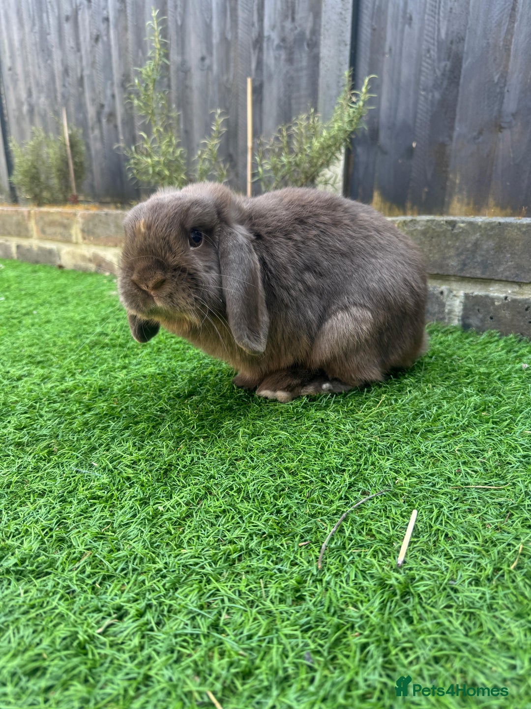 Mini Lop rabbits for sale: 🐰 Adorable Mini Lop Pair Looking for a Home! 🐰 - Advert 8