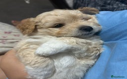 Mixed Breed dogs for sale: Pomapoo & Jackaranian Cross Puppies Ready Soon  - Image 2