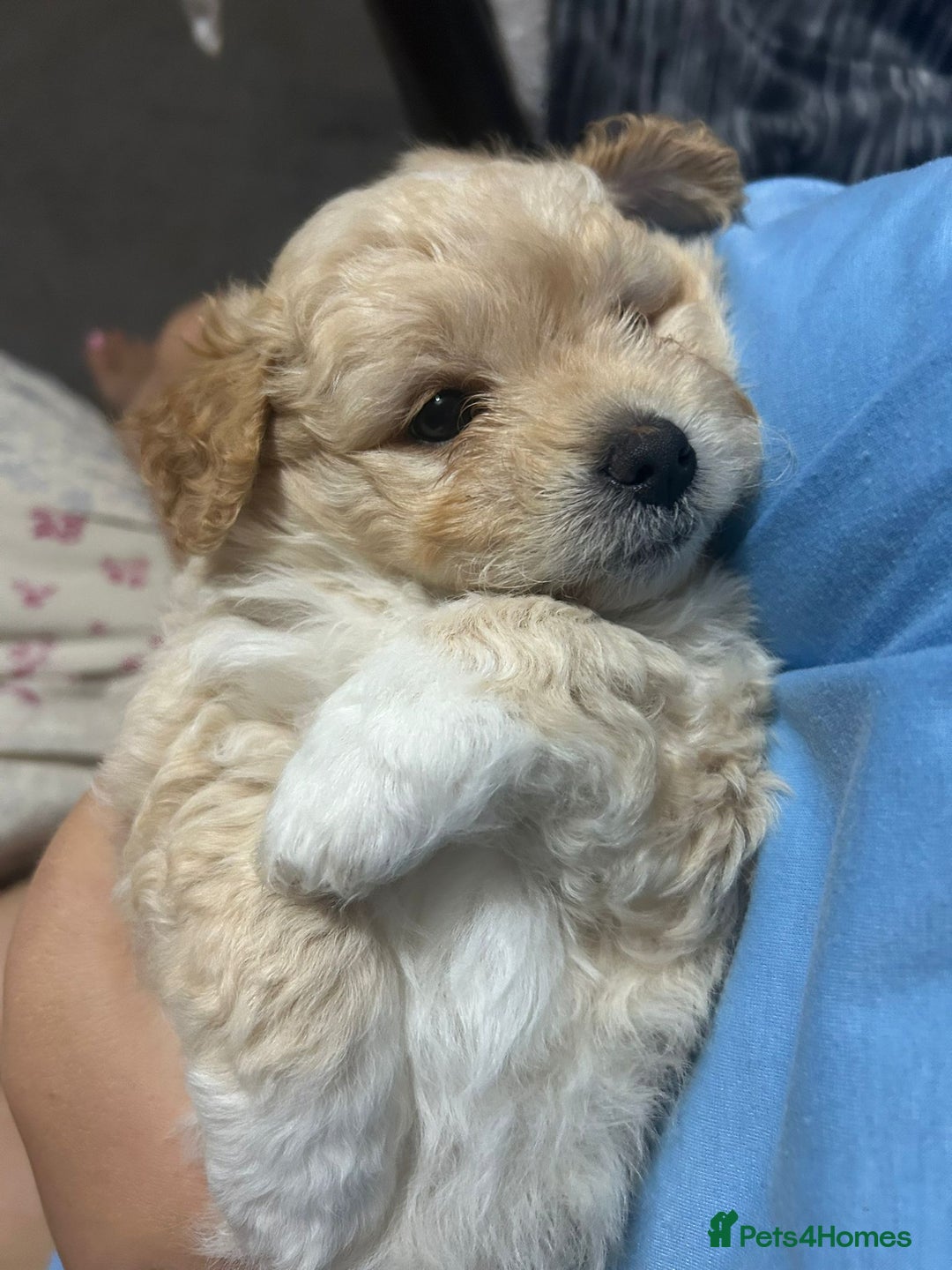 Mixed Breed dogs for sale: Pomapoo & Jackaranian Cross Puppies Ready Soon  - Image 2