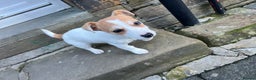 Jack Russell dogs for sale: Miniature jack russel  - Advert 3