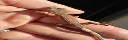Gecko reptiles for sale: Crested Gecko Babies - Advert 2