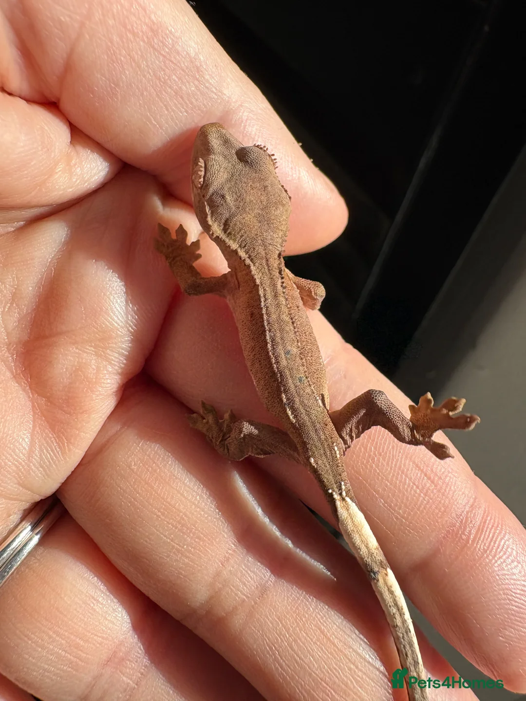 Gecko reptiles for sale: Crested Gecko Babies - Advert 2