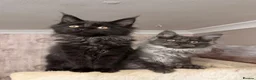 Maine Coon cats for sale: Tica registered black smoked male Maine coon - Advert 19