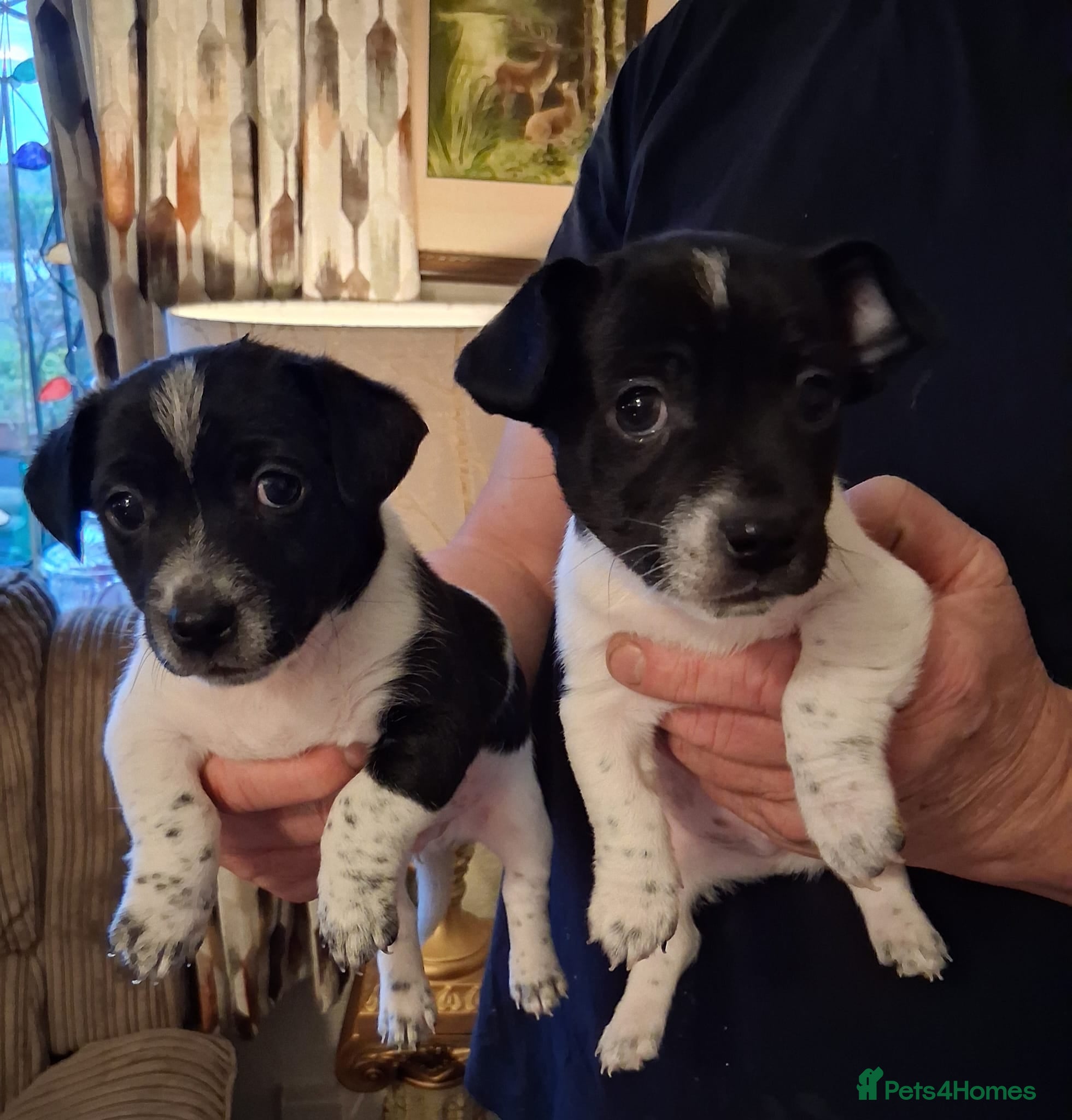 Jack Russell dogs Jack Russell puppies - Advert 5