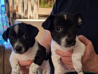 Jack Russell dogs Jack Russell puppies - Advert 3