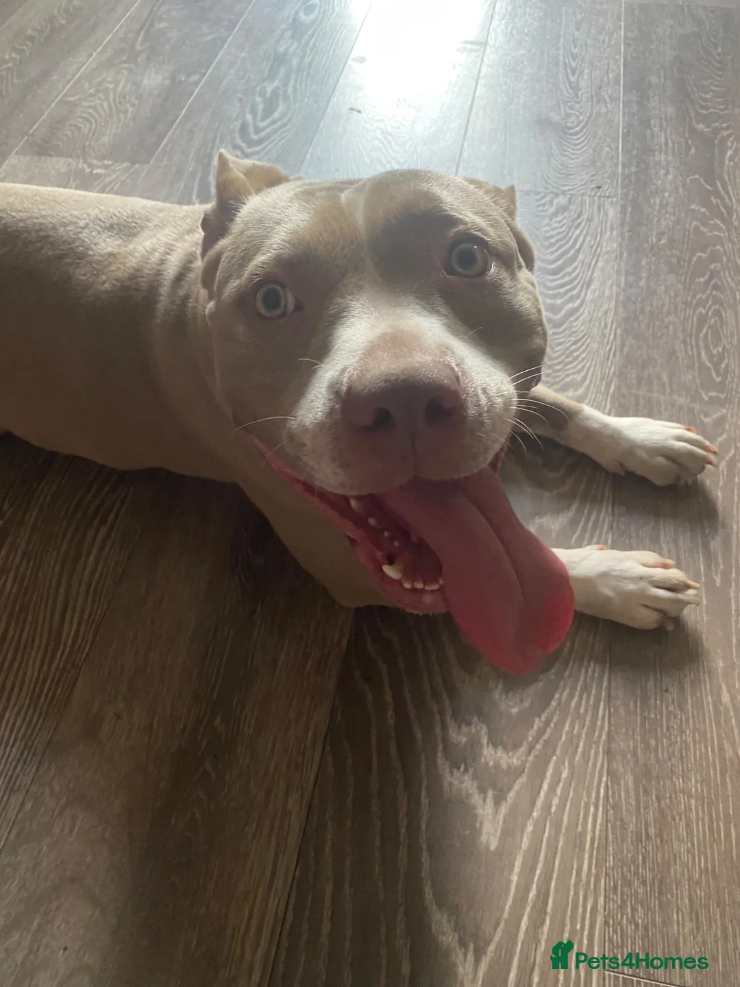 American Bully dogs for sale: Beautiful lilac girl in Eastleigh - Advert 2