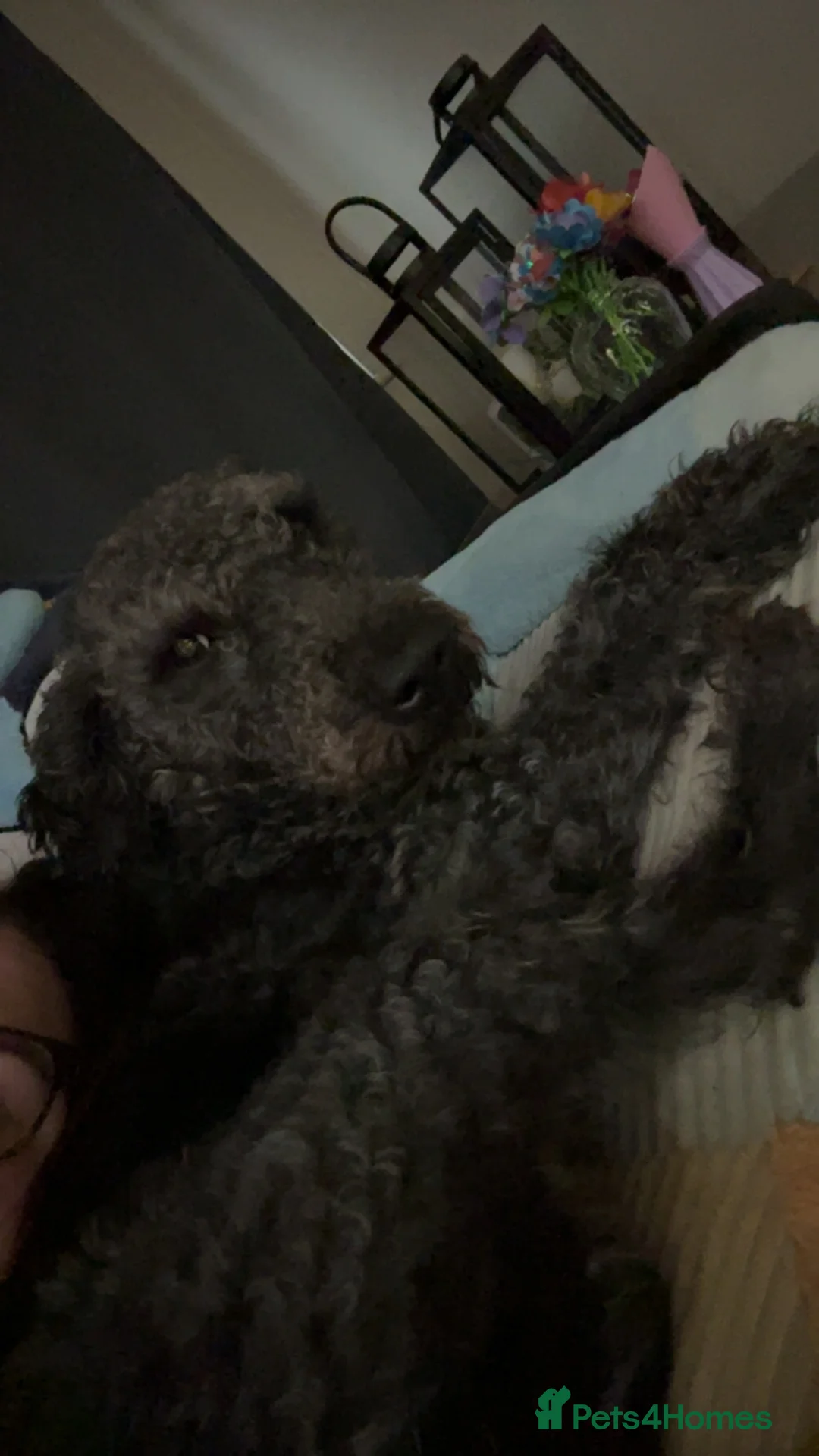 Bedlington Terrier dogs for sale: Bedlington terrier puppies  - Advert 2