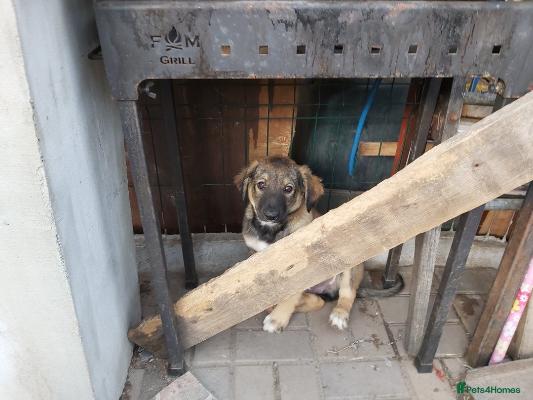 Mixed Breed dogs for adoption: Meet Little BEAR, a Lovely but naughty Boy... - Image 11