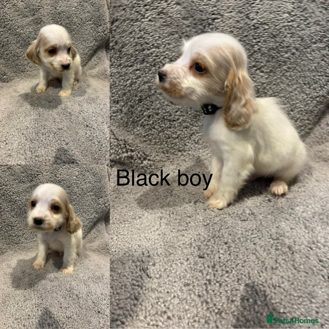 Cocker Spaniel dogs for sale: Beautiful show type cocker spaniel puppys - Advert 2