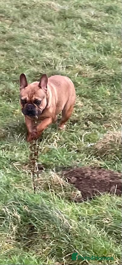 French Bulldog dogs KC HEALTH TESTED FRENCH BULLDOGS SPAYED GIRLS  - Advert 1