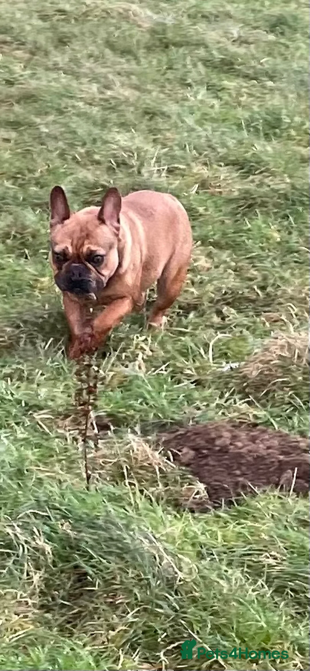 French Bulldog dogs for sale: KC HEALTH TESTED FRENCH BULLDOGS SPAYED GIRLS  - Advert 3