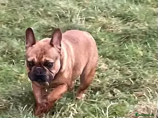 French Bulldog dogs KC HEALTH TESTED FRENCH BULLDOGS SPAYED GIRLS - Advert 1