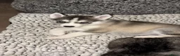 Siberian Husky dogs for sale: Stunning husky pups  - Advert 2