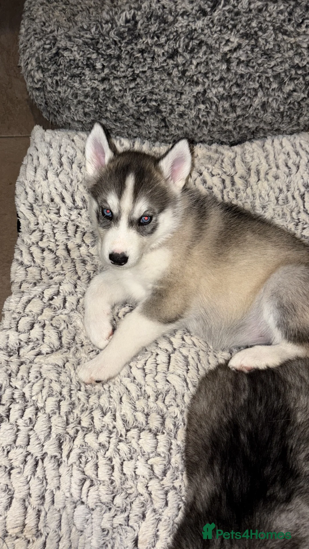 Siberian Husky dogs for sale: Stunning husky pups  - Advert 2
