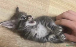 Maine Coon cats for sale: Xl mainecoon kittens full breed non reg  - Image 6