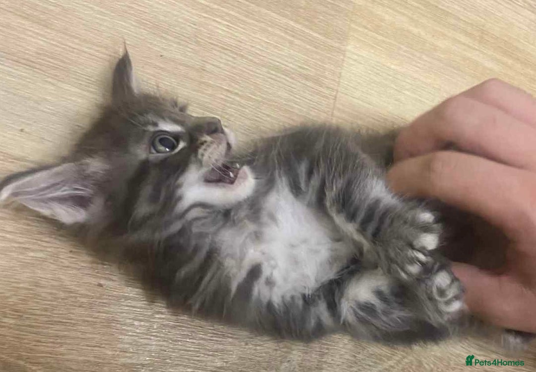Maine Coon cats for sale: Xl mainecoon kittens full breed non reg  - Image 6