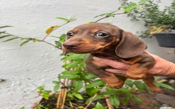 Miniature Dachshund dogs for sale: Miniature dachshund smooth hair pups  - Image 30