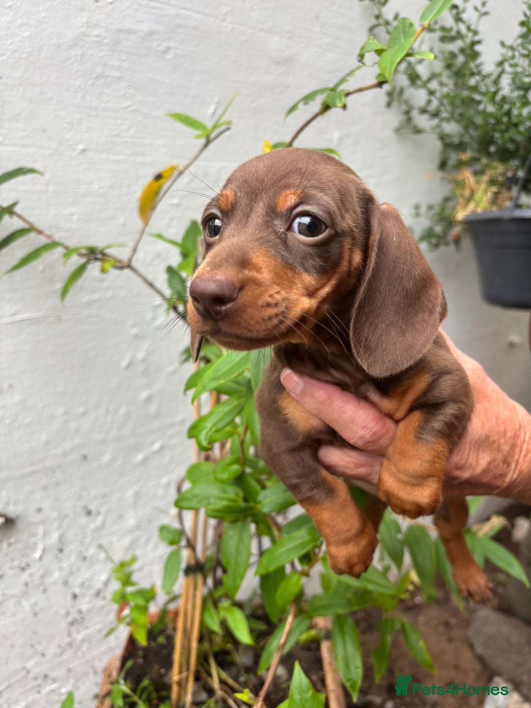 Miniature Dachshund dogs for sale: Miniature dachshund smooth hair pups  - Image 30