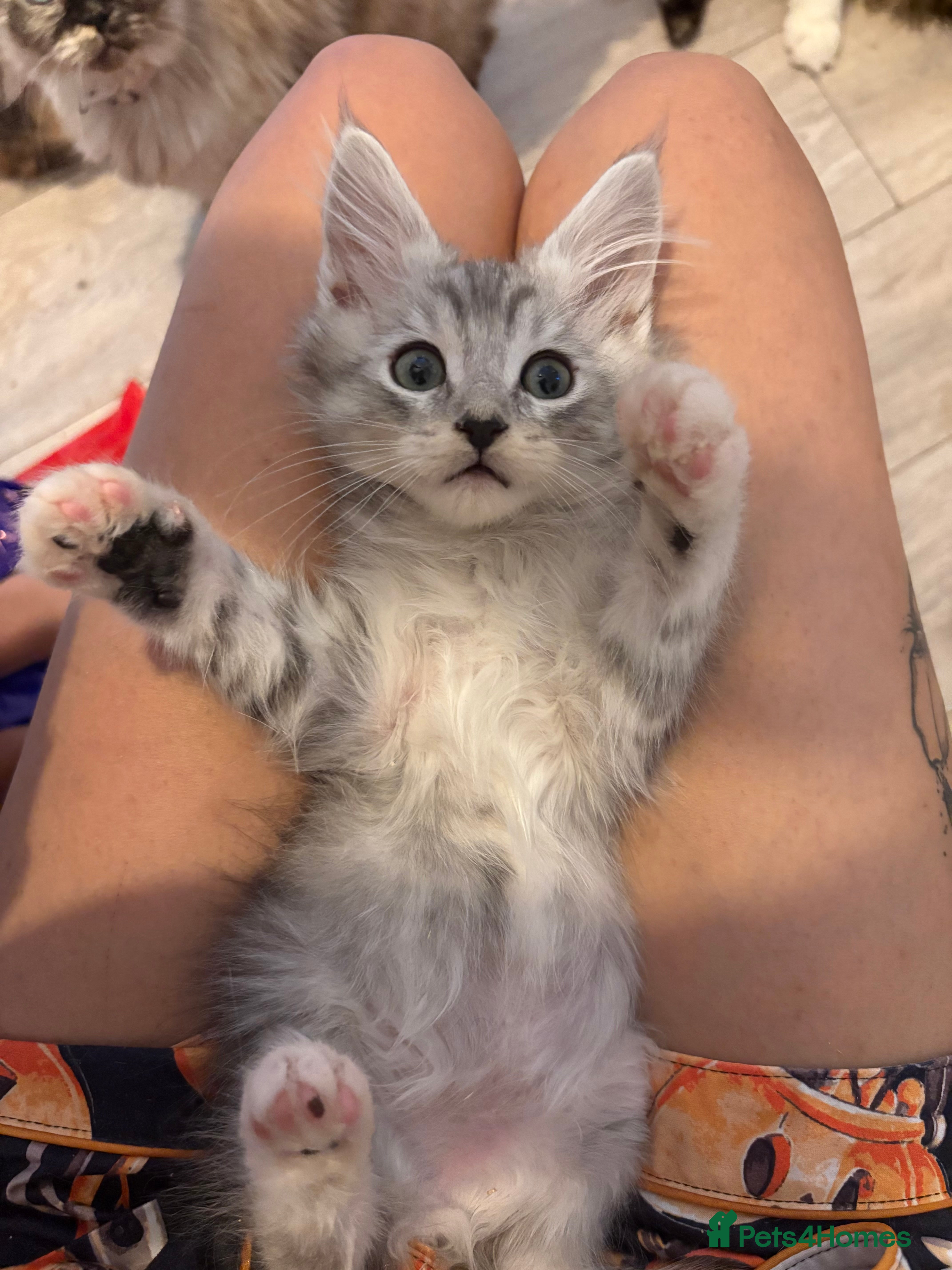 Maine Coon cats Maincoon X Ragdoll last kitten - Advert 3