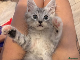 Maine Coon cats Maincoon X Ragdoll last kitten - Advert 3