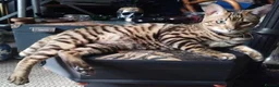 Toyger cats for sale: Male Toyger kitten  in London - Advert 2