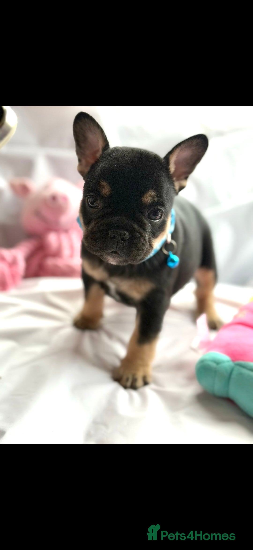 French Bulldog dogs for sale: French bulldog puppies - Image 9