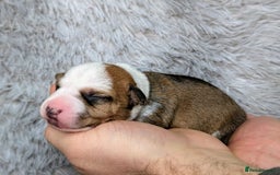 Jack Russell dogs for sale: ❤️3/4 Jack Russell babies ❤️ - Advert 18