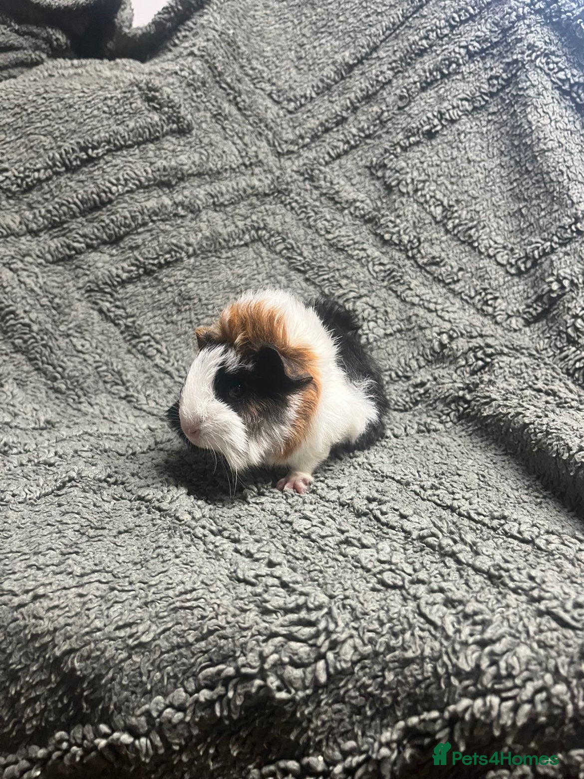 Guinea Pig rodents Handsome boys & 2 lil girls available  - Advert 13