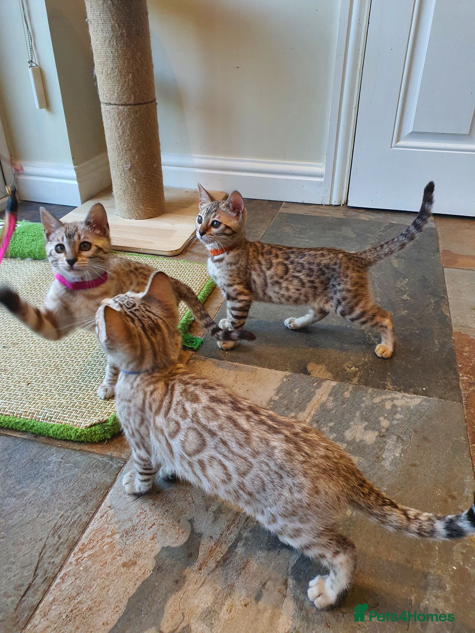 Bengal cats 🐆💕Very Beautiful Tica Registered Bengal Kittens. - Advert 2