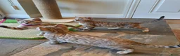 Bengal cats for sale: 🐆💕Very Beautiful Tica Registered Bengal Kittens. - Advert 7