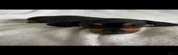 Dachshund dogs for sale: Home Reared Miniature Dachsund Puppies - Advert 15