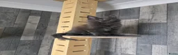 Maine Coon cats for sale: PURE MAINE COON - Advert 27