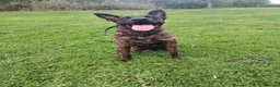 Belgian Shepherd Dog dogs for sale: Belgian malinois x Dutch herder - Advert 5