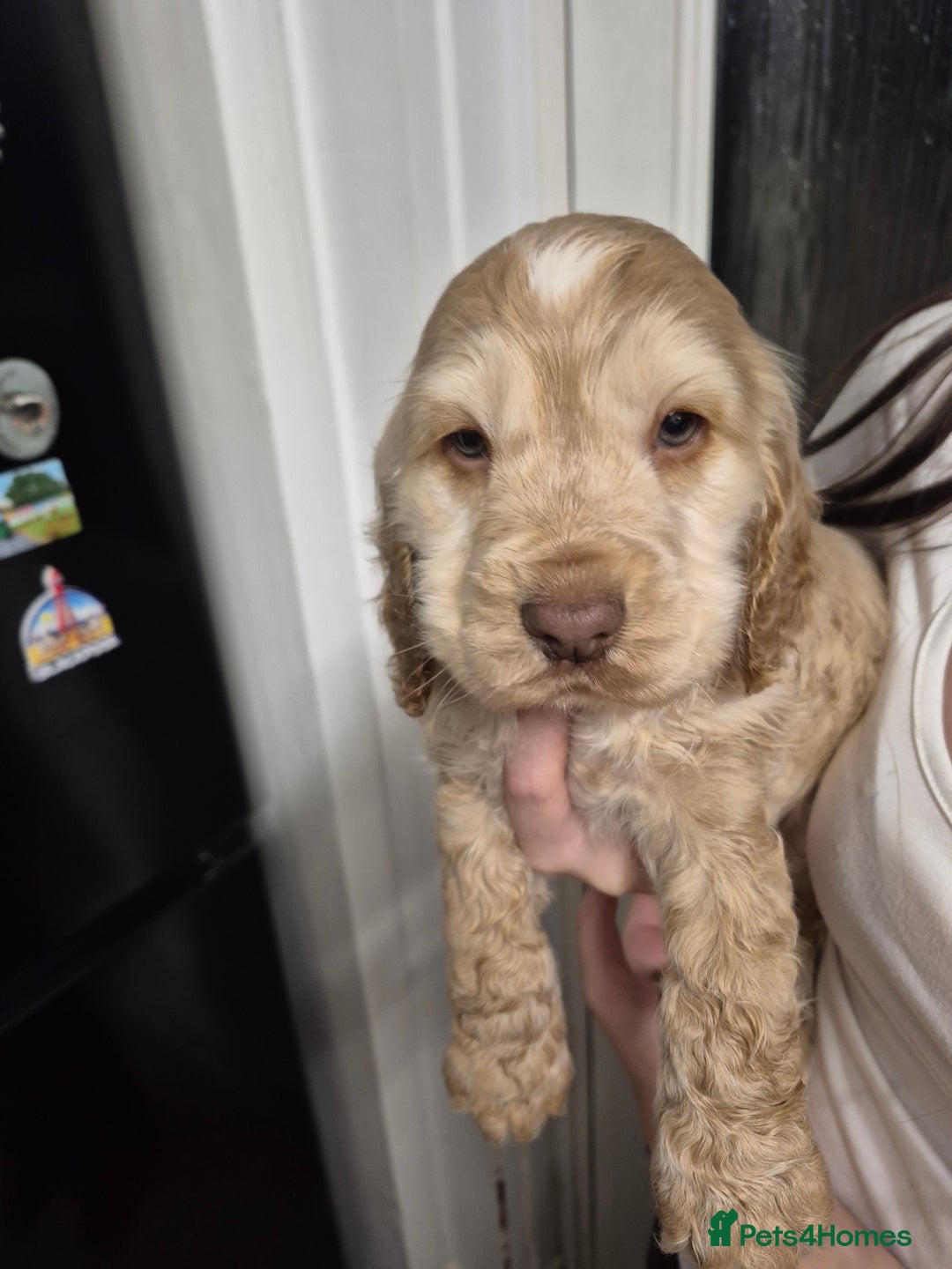 Cocker Spaniel dogs for sale: Show Cocker spaniel puppies orange roan - Advert 8