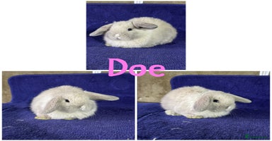 Mini Lop rabbits - Advert 12