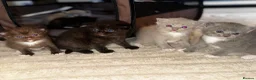 Ragdoll cats for sale: I have a beautiful litter of 5 kittens  - Advert 8