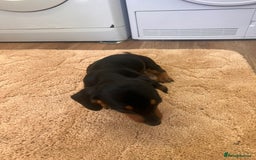Dachshund dogs for sale: Dachshund pups - Image 7