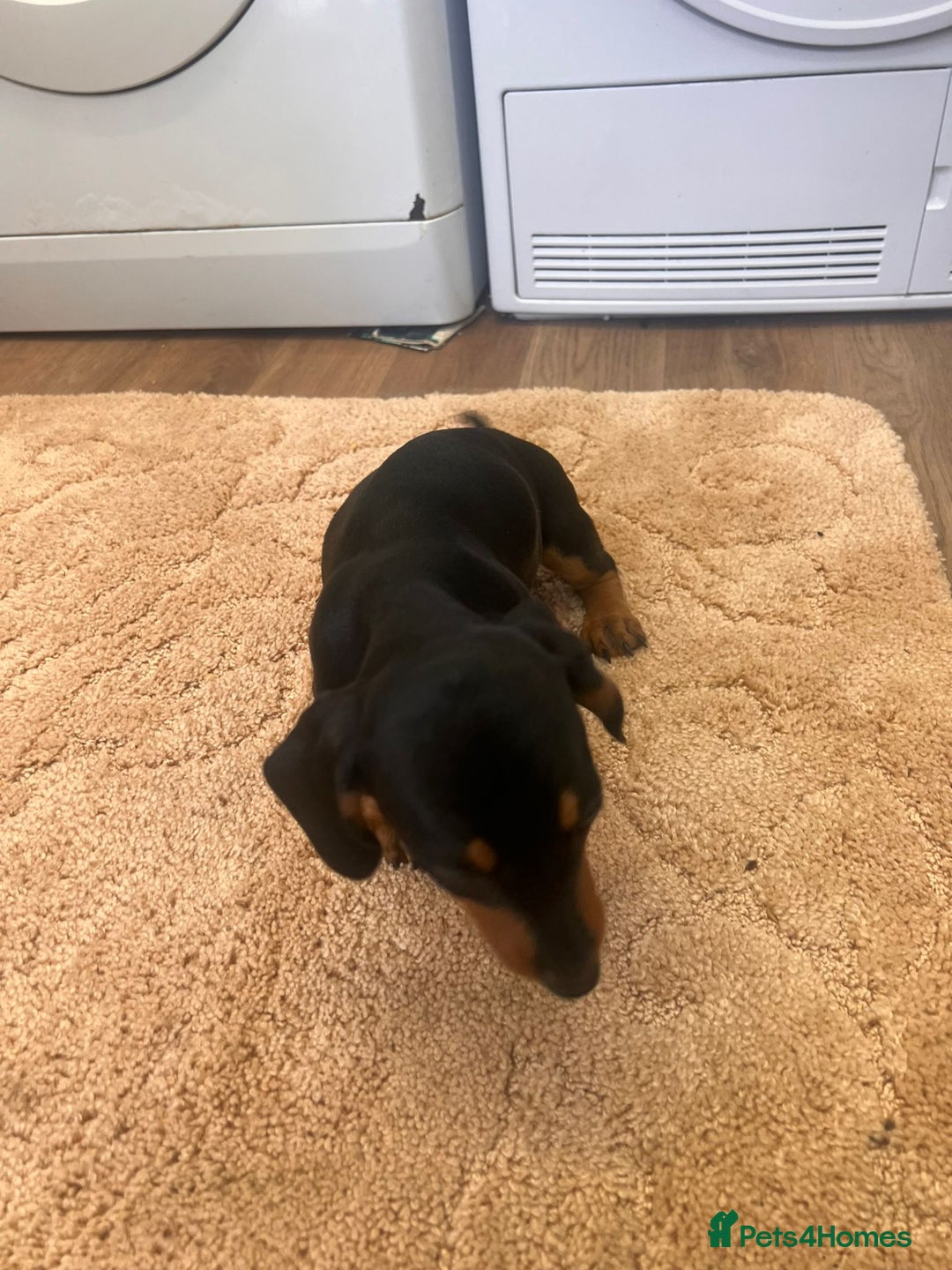 Dachshund dogs for sale: Dachshund pups - Image 7