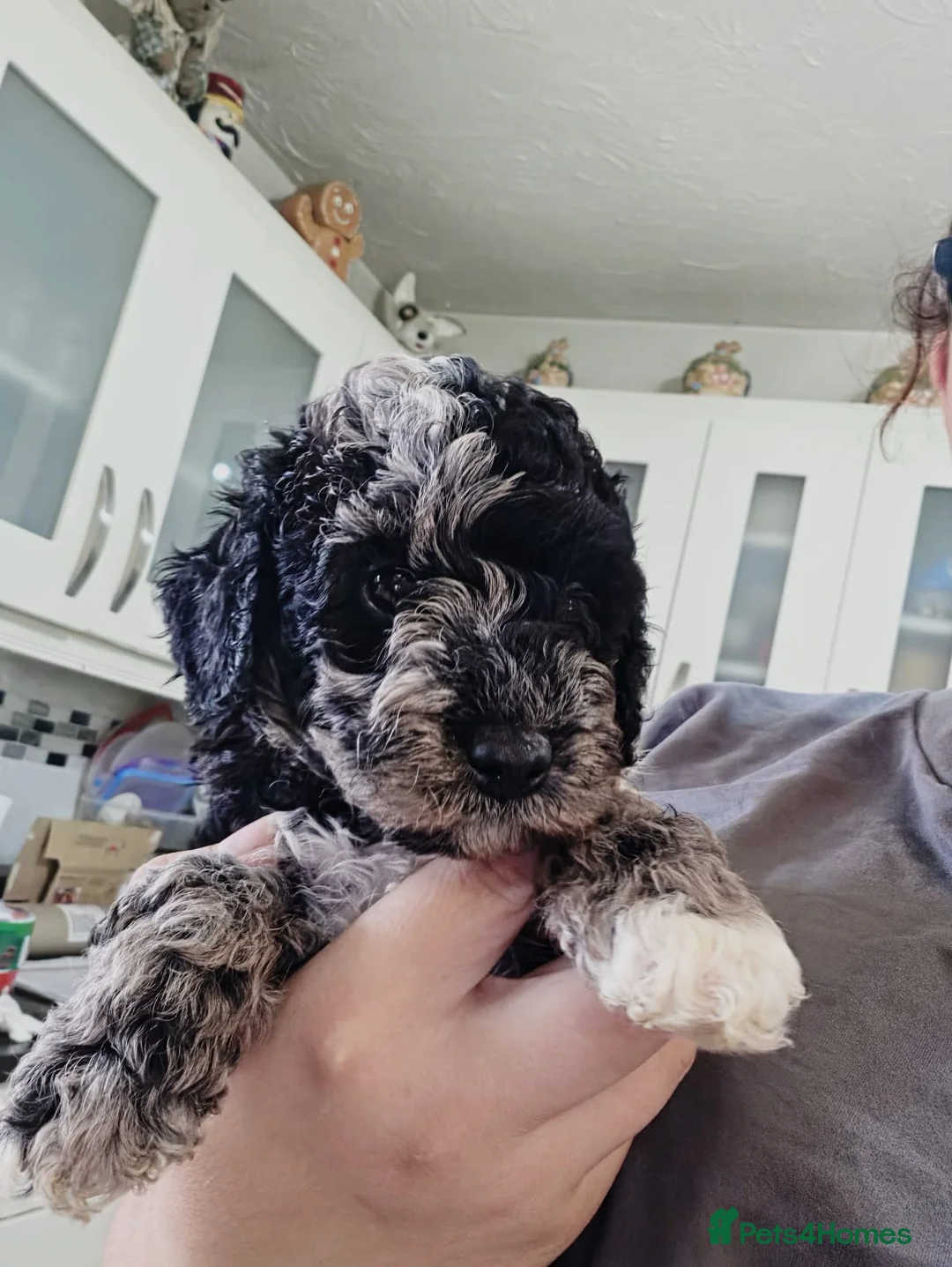 Australian Labradoodle dogs for sale: Miniature Australian labradoodles - Advert 1