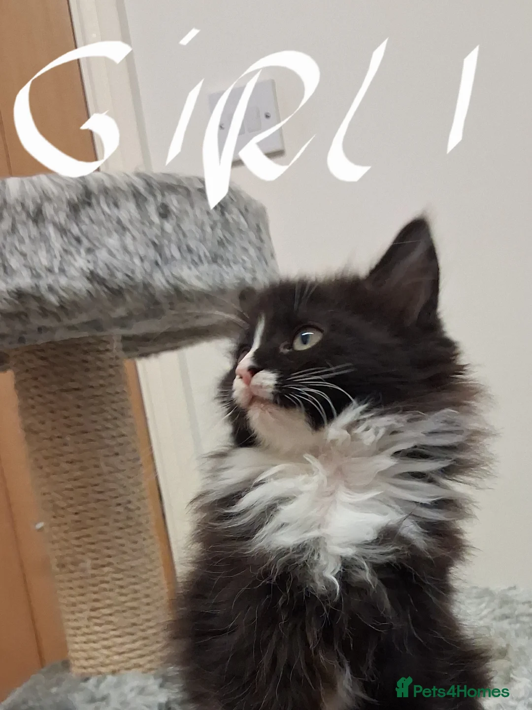 Maine Coon cats for sale: Beautiful Maine Coon kittens  - Advert 1