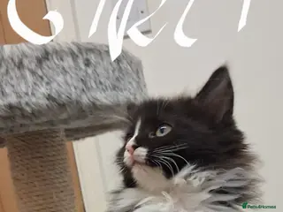 Maine Coon cats Beautiful Maine Coon kittens - Advert 3