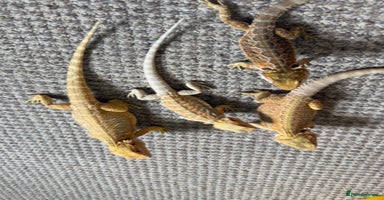Bearded Dragon reptiles - Advert 9