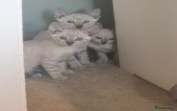 Bengal cats for sale: Bengal x siamese kittens - Image 3